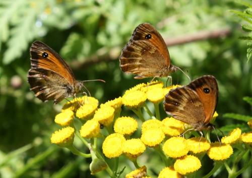 Réf. 241 745 : Pyronia tithonus